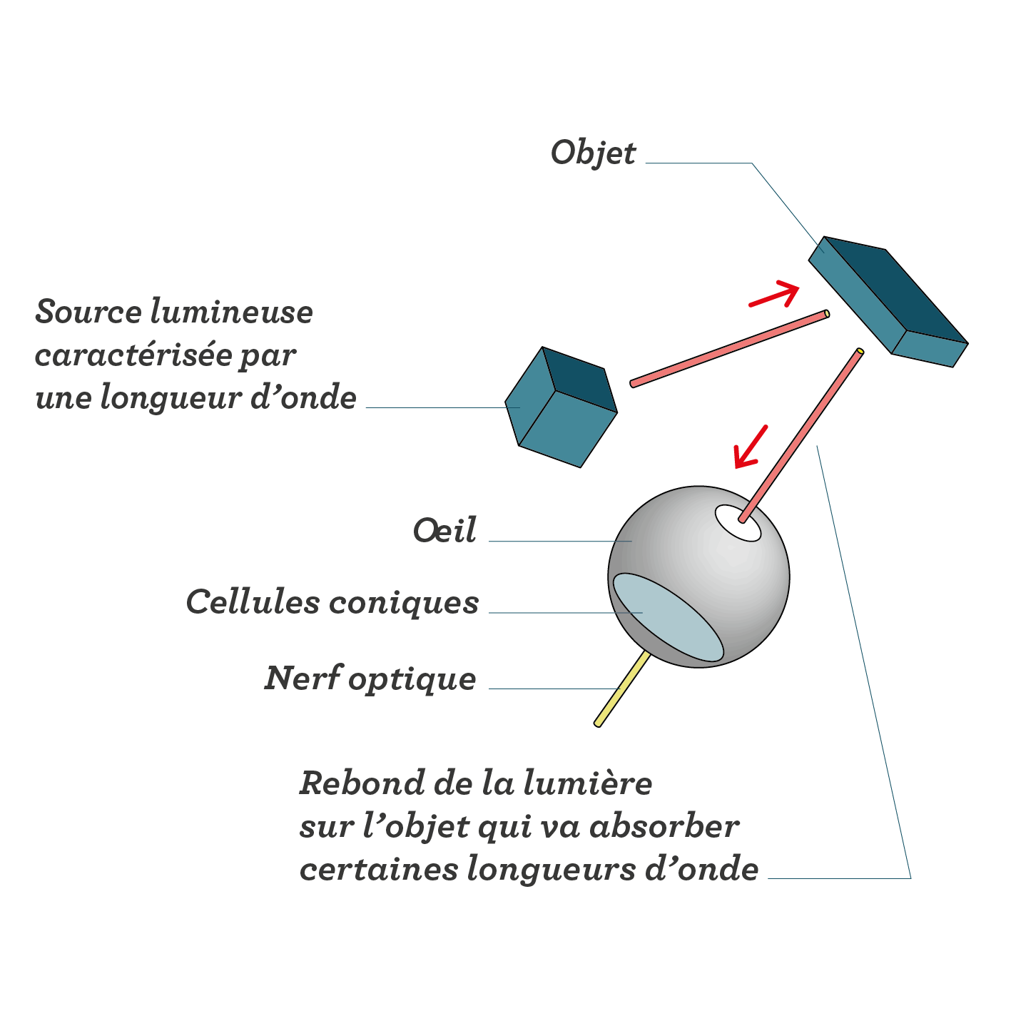 La couleur des objets sciences première