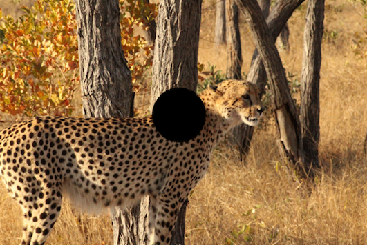 Vision DMLA-sciences-1ère-es-l