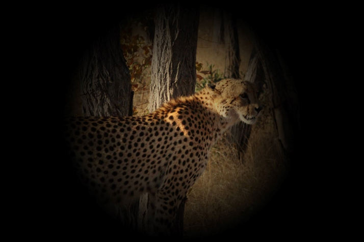 Répartition des cônes et des bâtonnets en fonction de l’excentricité-sciences-1ère-es-l