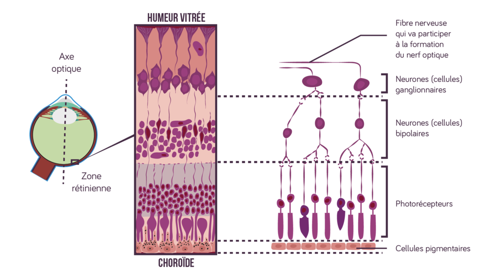 Organisation de la rétine