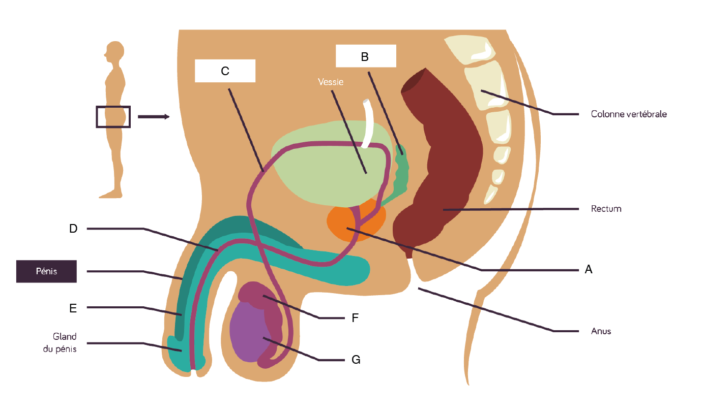 L’appareil génital masculin-sciences-1ere-es-l
