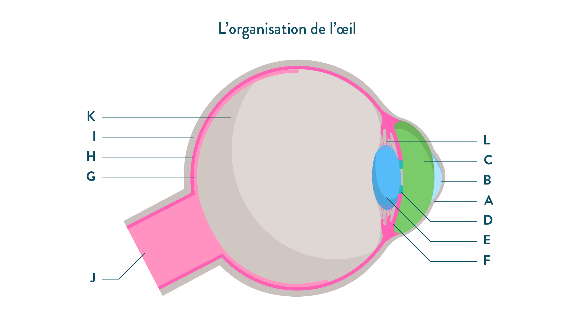 Organisation de l’oeil-sciences-1ere-es-l