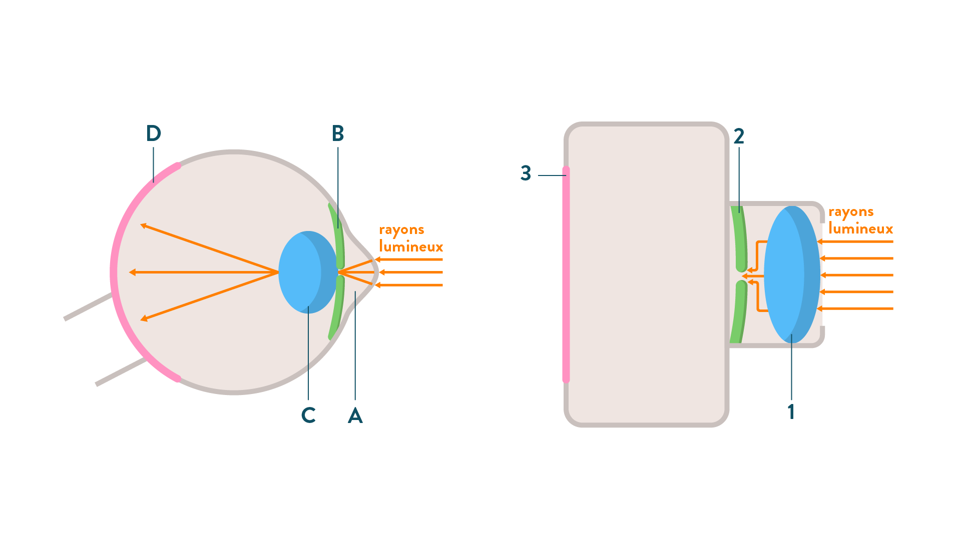 Comparaison entre l’oeil et l’apparail photographique-sciences-1ère-es-l
