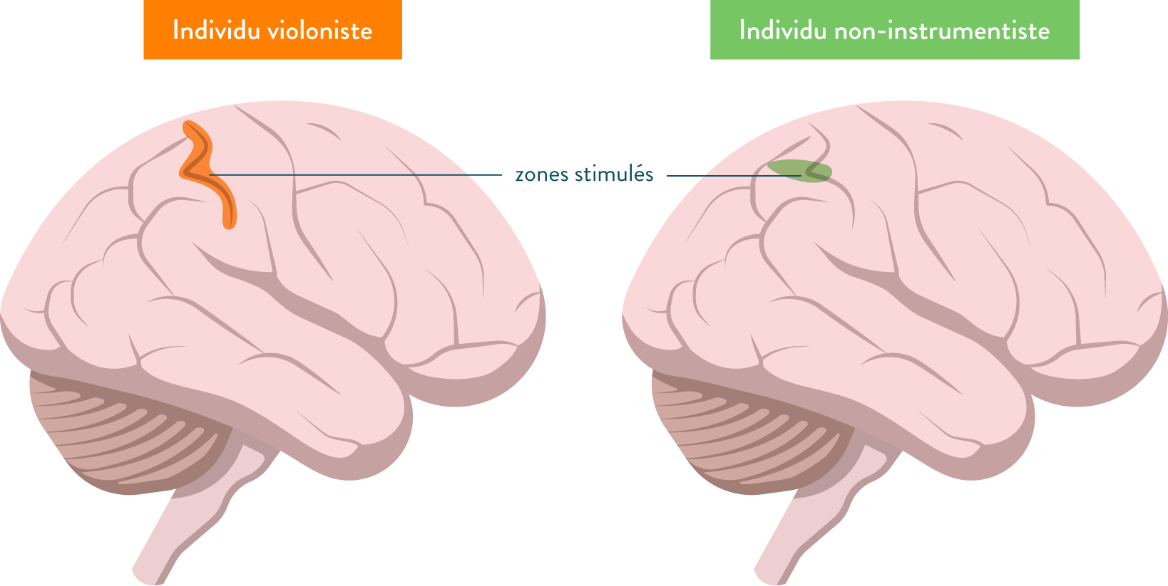 Activité mesurée lors de la stimulation de la main gauche chez deux individus-placticité cérébrale-sciences-première-es-l