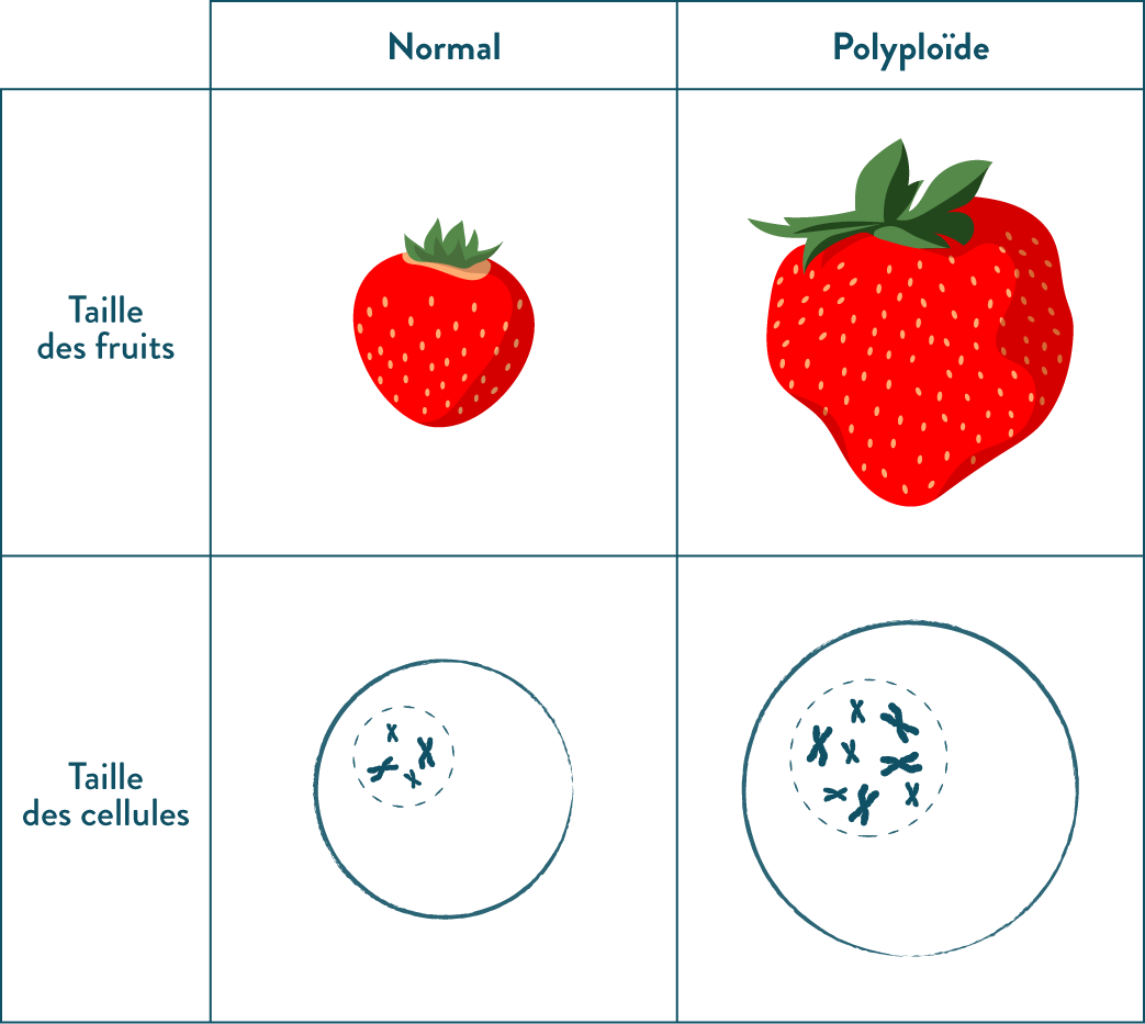 Caractéristiques des fruits normaux et des fruits polyploïdes