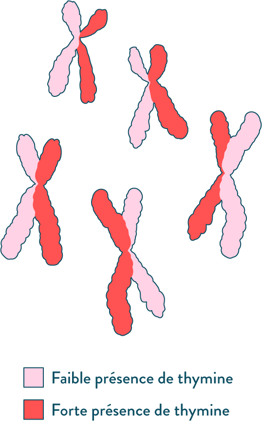 Chromatides colorées par la BrdU