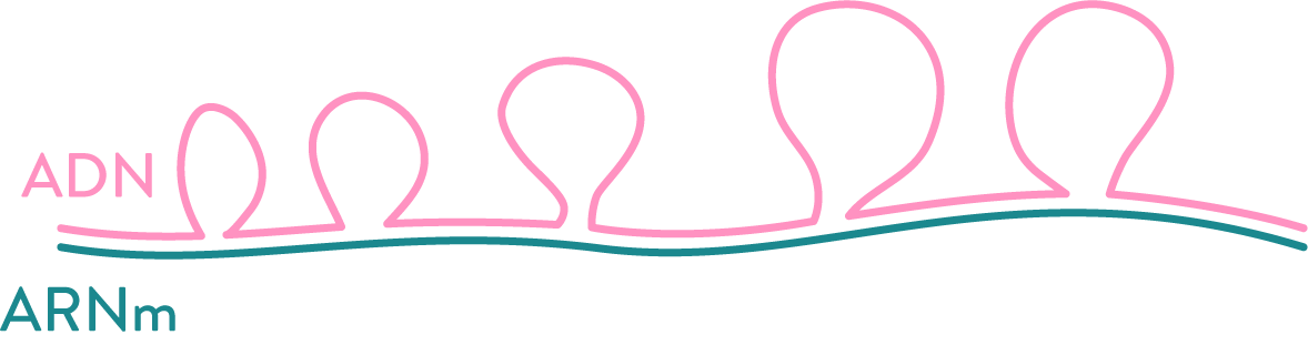 Transcription ADN ARNm