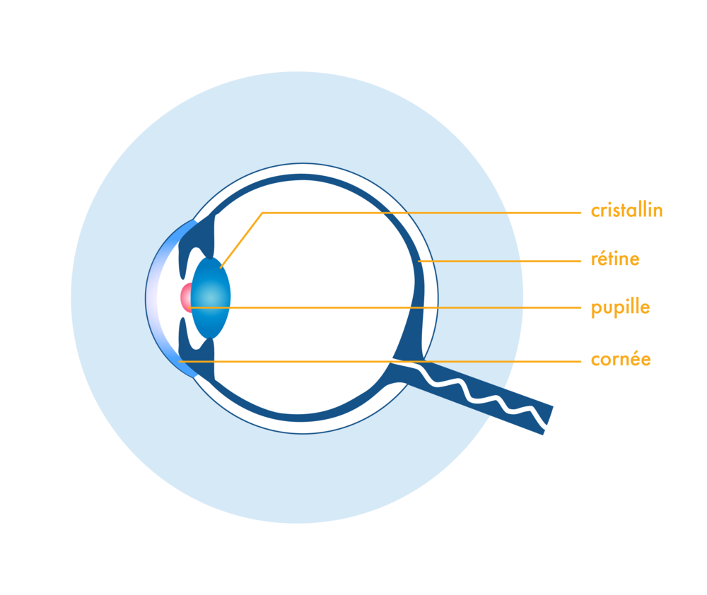 schéma œil humain légendé-cristallin-rétine-pupille-cornée-physique-chimie-première-s-schoolmouv