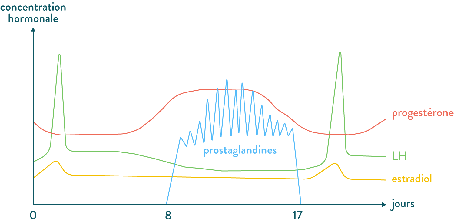 Variations de concentrations hormonales lors d’un cycle menstruel chez la brebis-prostaglandine, progestérone, LH, estradiol-svt-première-s