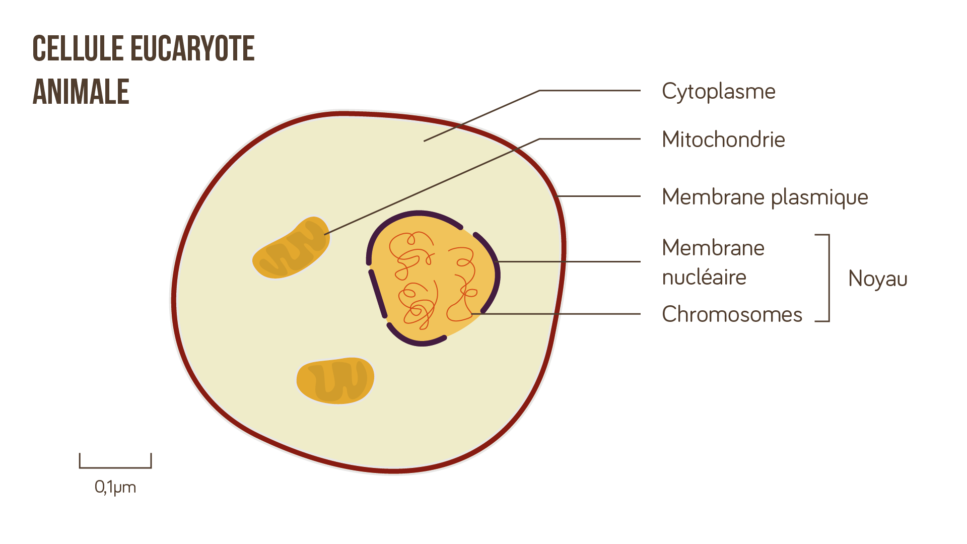 Cellule eucaryote annimale