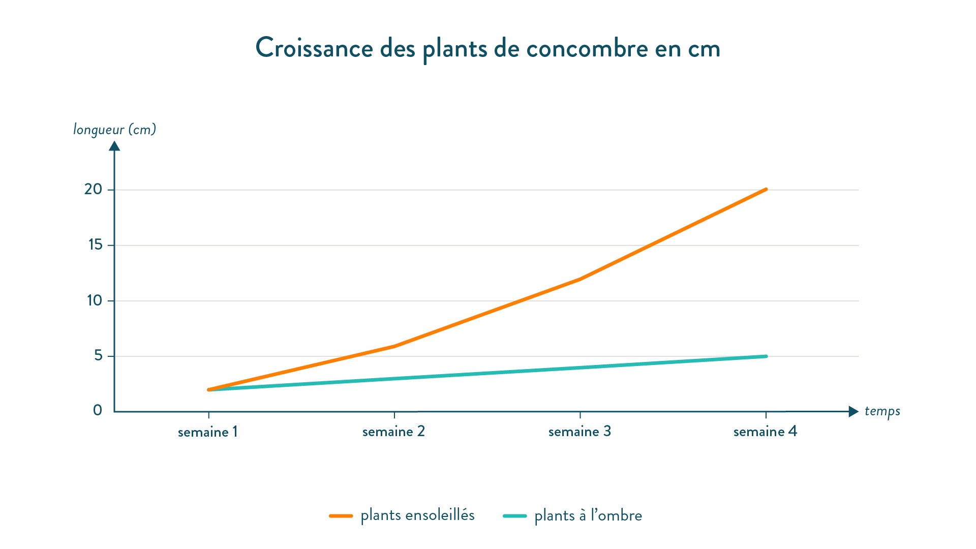 Croissance des plants de concombre