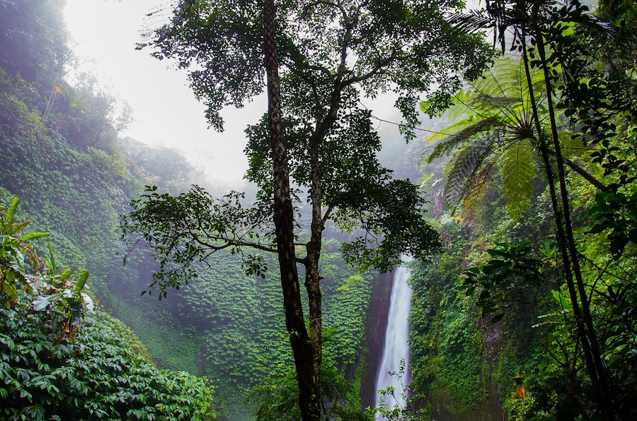 6e-geo-la forêt amazonienne