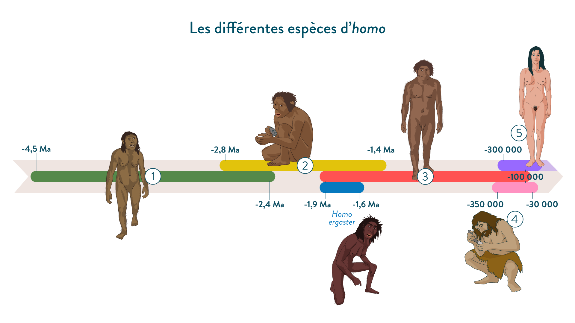 Les différentes espèces d’homo-hist-6e