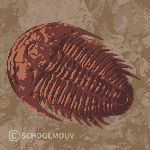 Fossile trilobite