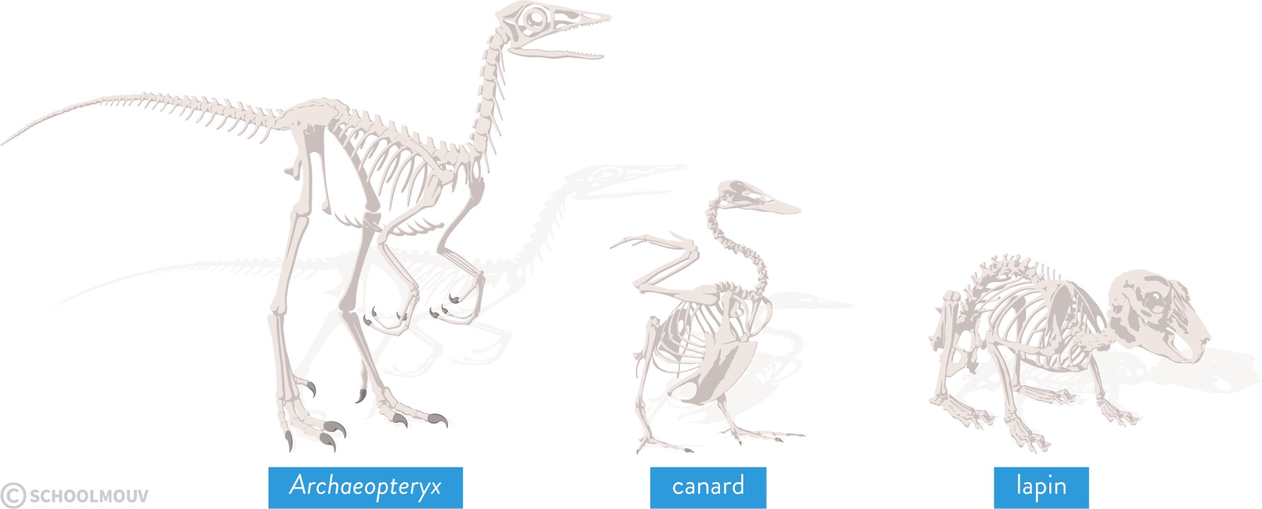 squelette archaeopteryx canard lapin