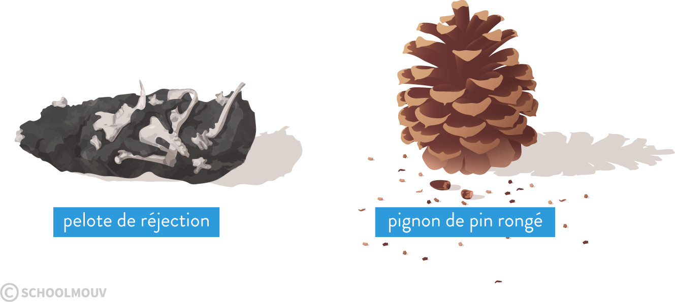 pignon pin pelote réjection