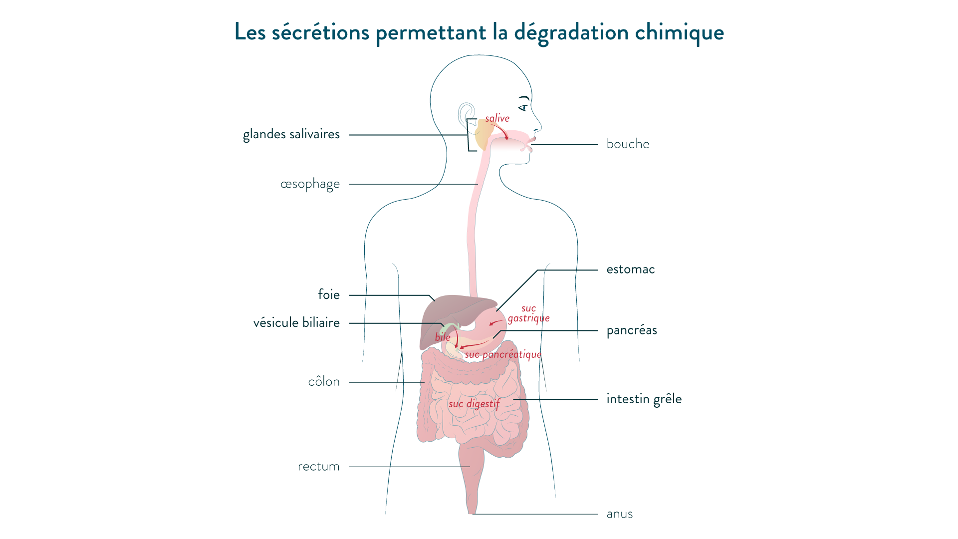 Les sécrétions permettant la dégradation chimique des aliments-svt-cycle 4-schoolmouv