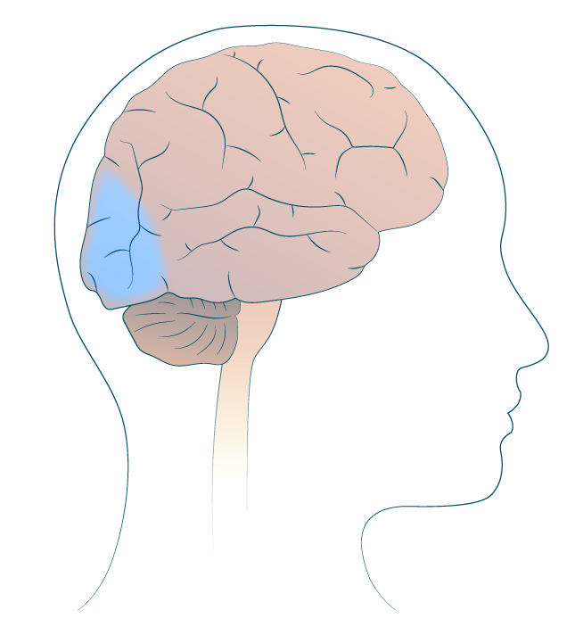Système nerveux et comportement responsable message nerveux cerveau-cycle 4-svt-schoolmouv
