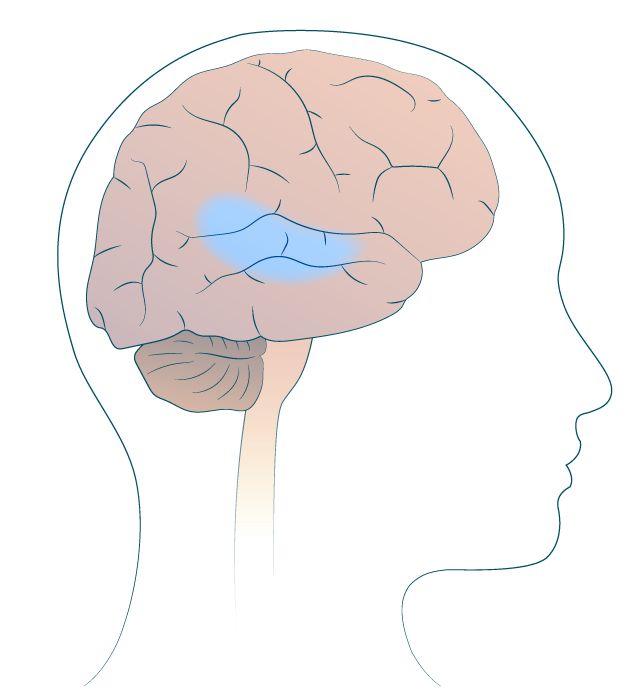 Système nerveux et comportement responsable message nerveux cerveau-cycle 4-svt-schoolmouv