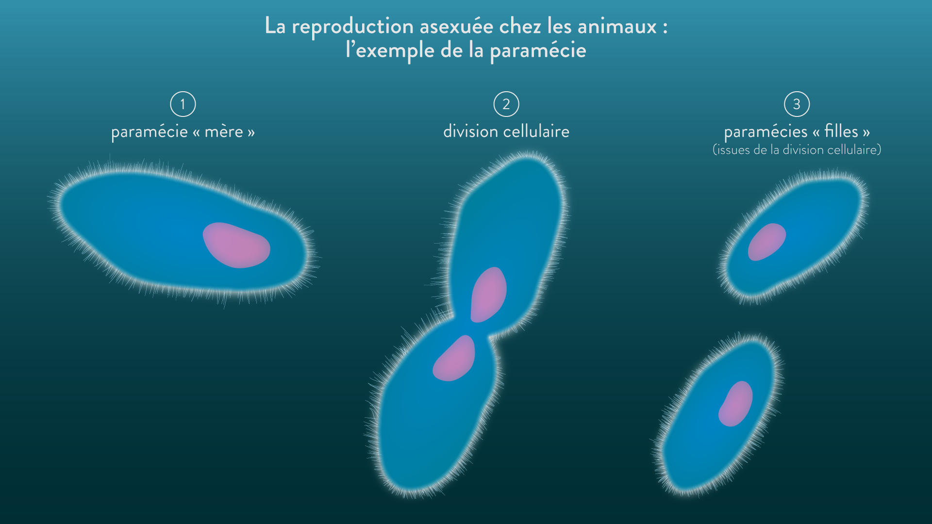 Alt texte