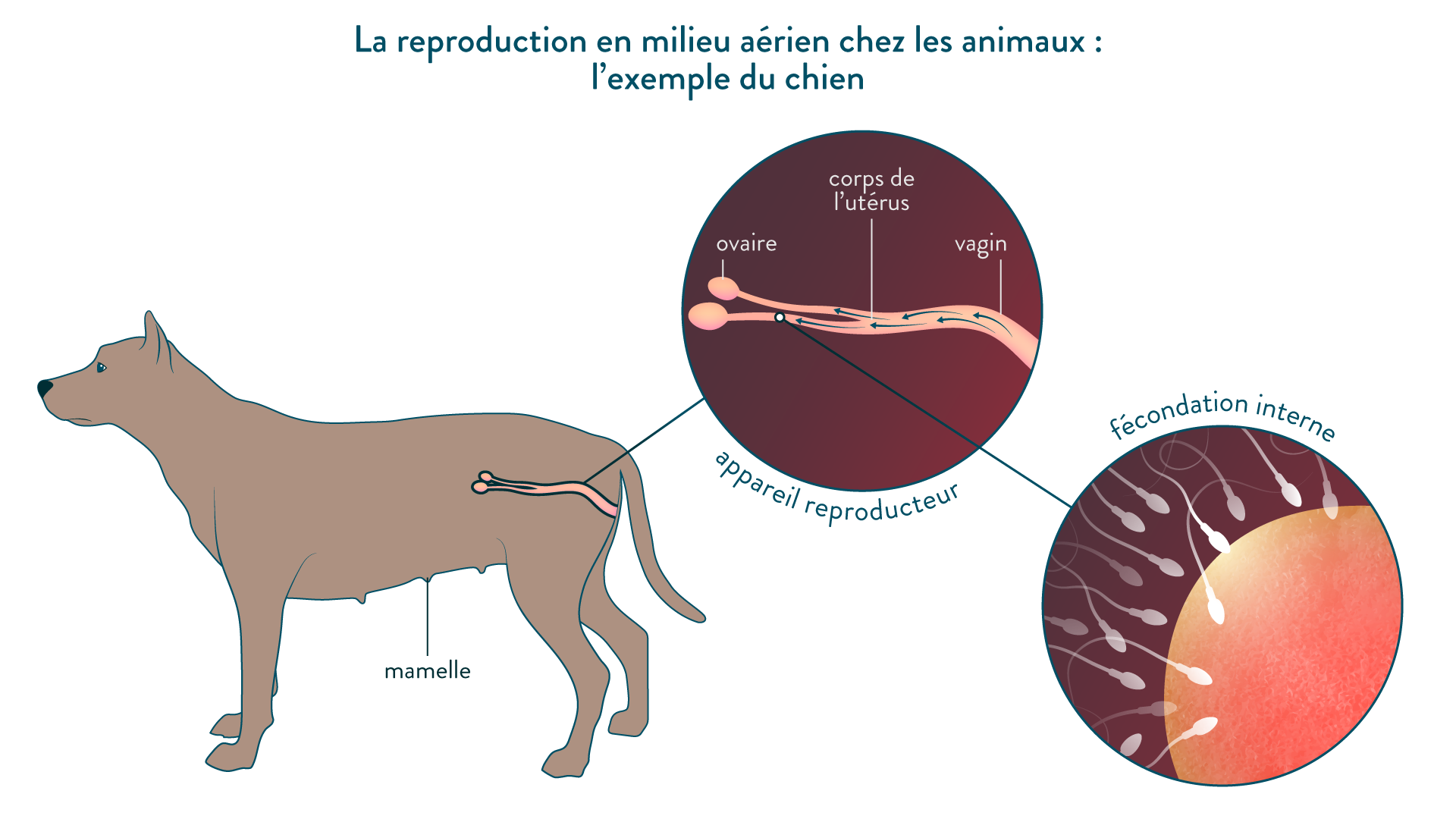 Influence Du Milieu Sur La Reproduction Sexu e Cours 5eme SVT