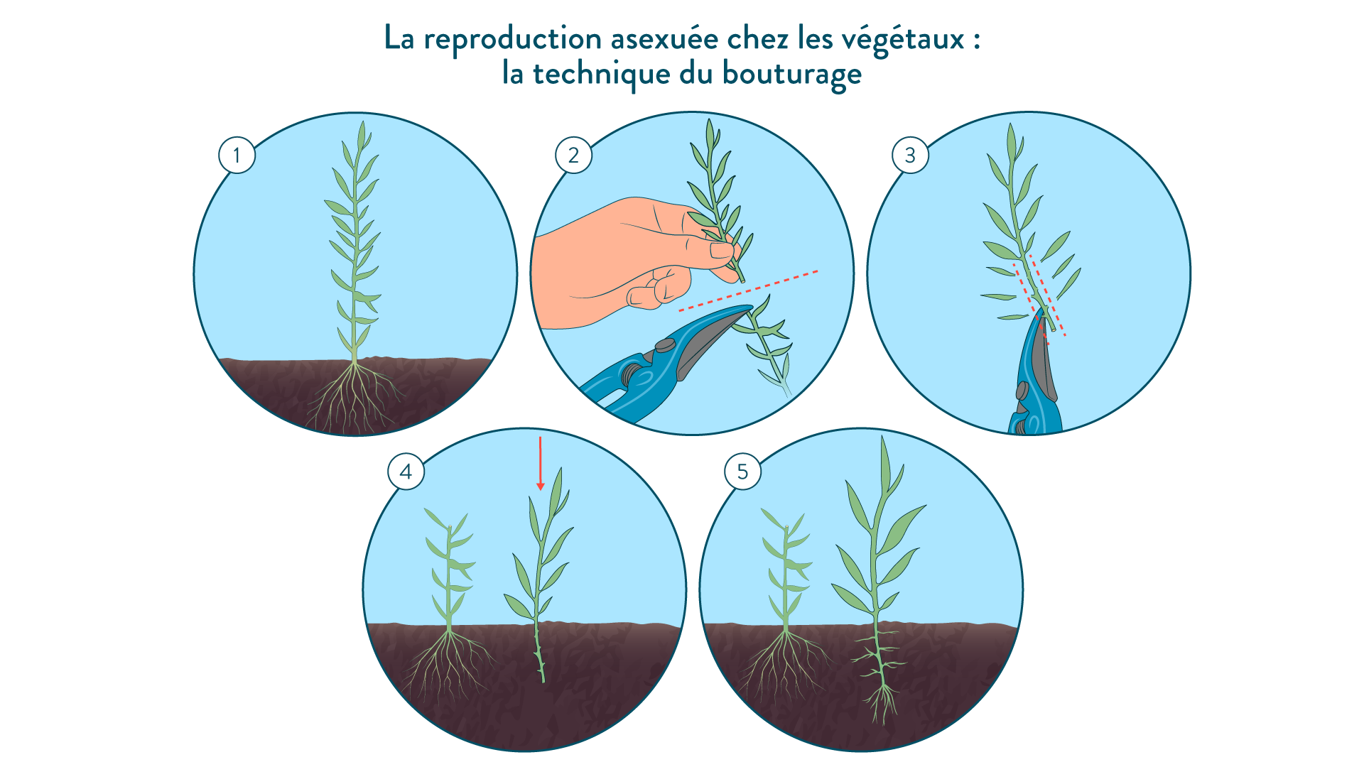 La Reproduction Asexu e Cours 5e et 4e 3e SVT SchoolMouv
