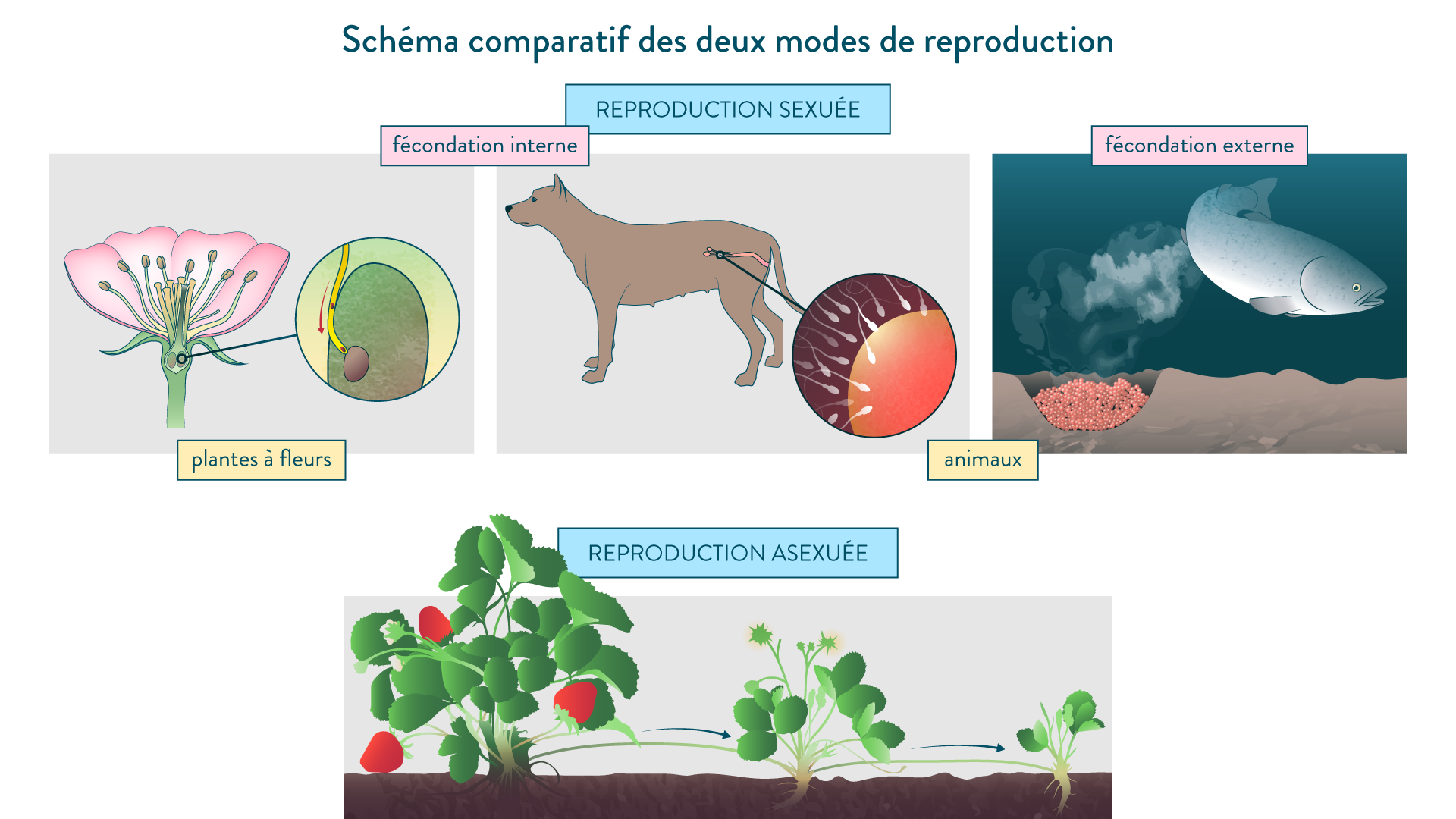 Les Diff rentes Modes De Reproduction EVMJI