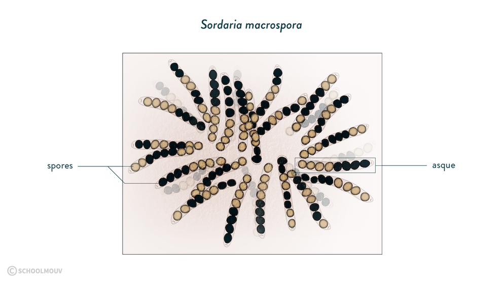 Sordaria macrospora svt cycle 4 schoolmouv