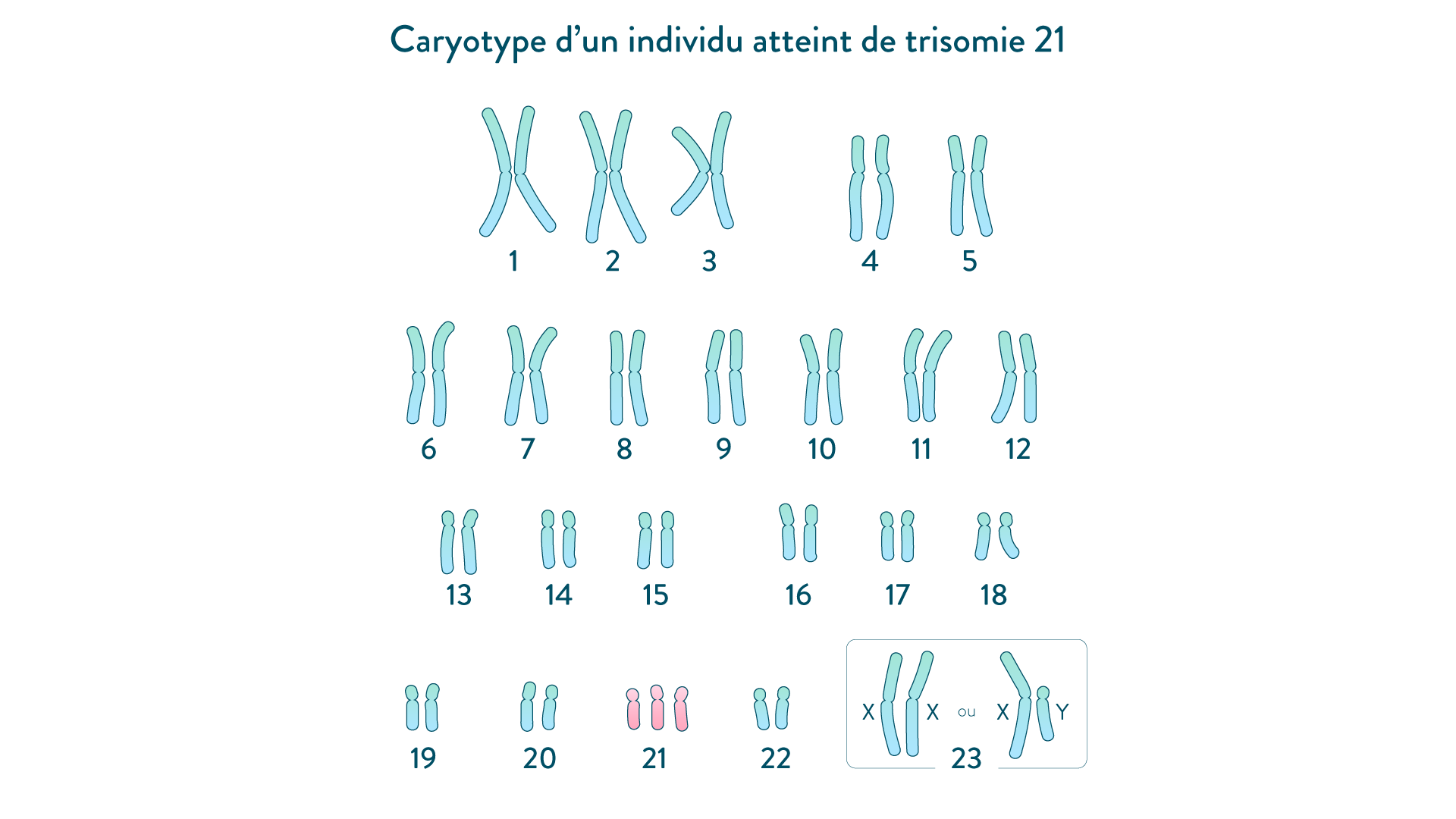 La Diversit Des Individus Au Sein D une Esp ce Cours SVT La Diversit Des Individus Au Sein D une Esp ce Cours SVT