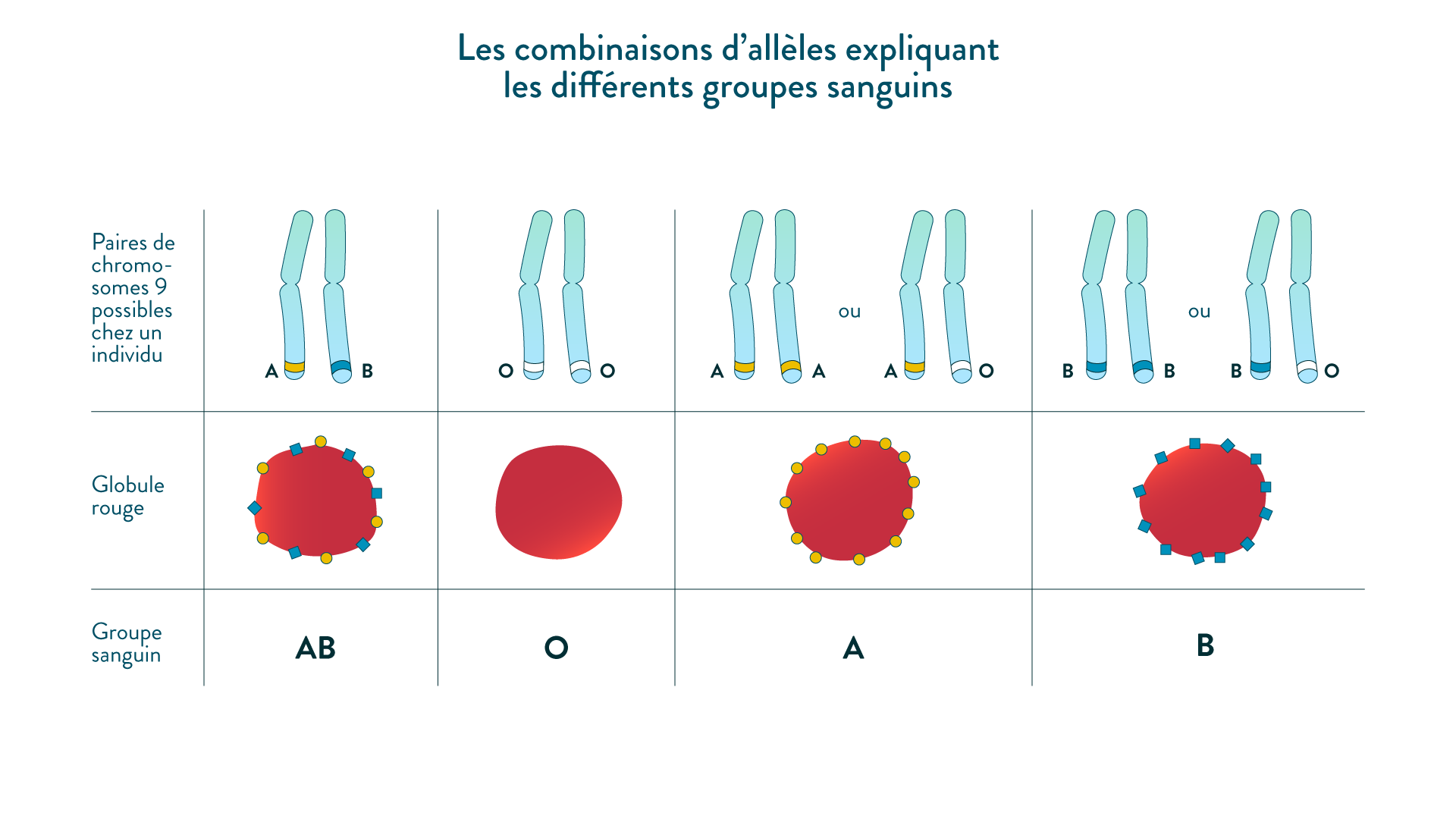 La Diversit G n tique Au Sein D une Esp ce Cours De 5eme SVT La Diversit G n tique Au Sein D une Esp ce Cours De 5eme SVT