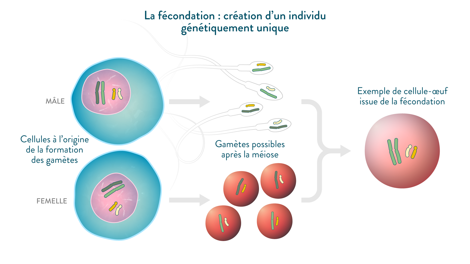 mitose et meiose 3eme