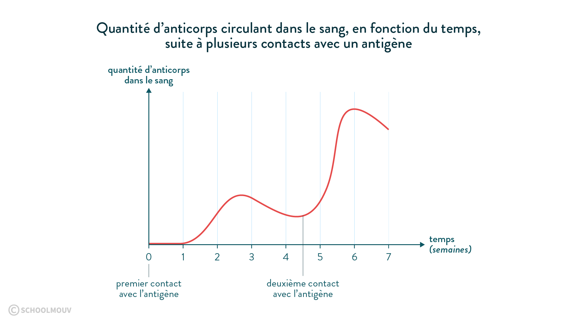 Quantité d’anticorps circulant dans le sang suite à plusieurs contacts avec un antigène svt cycle 4 schoolmouv