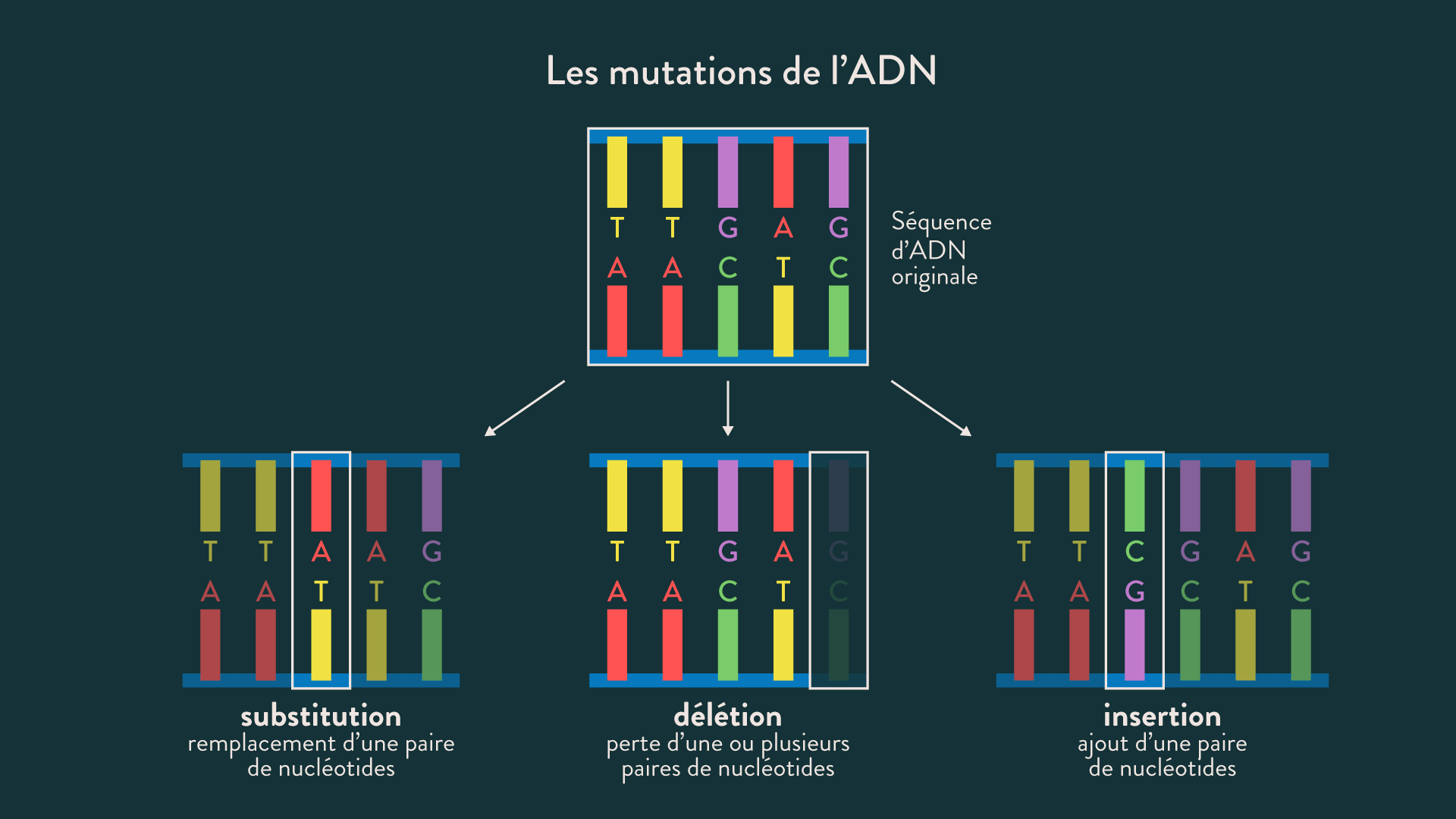 Sch ma Bilan Les Mutations De L ADN SchoolMouv
