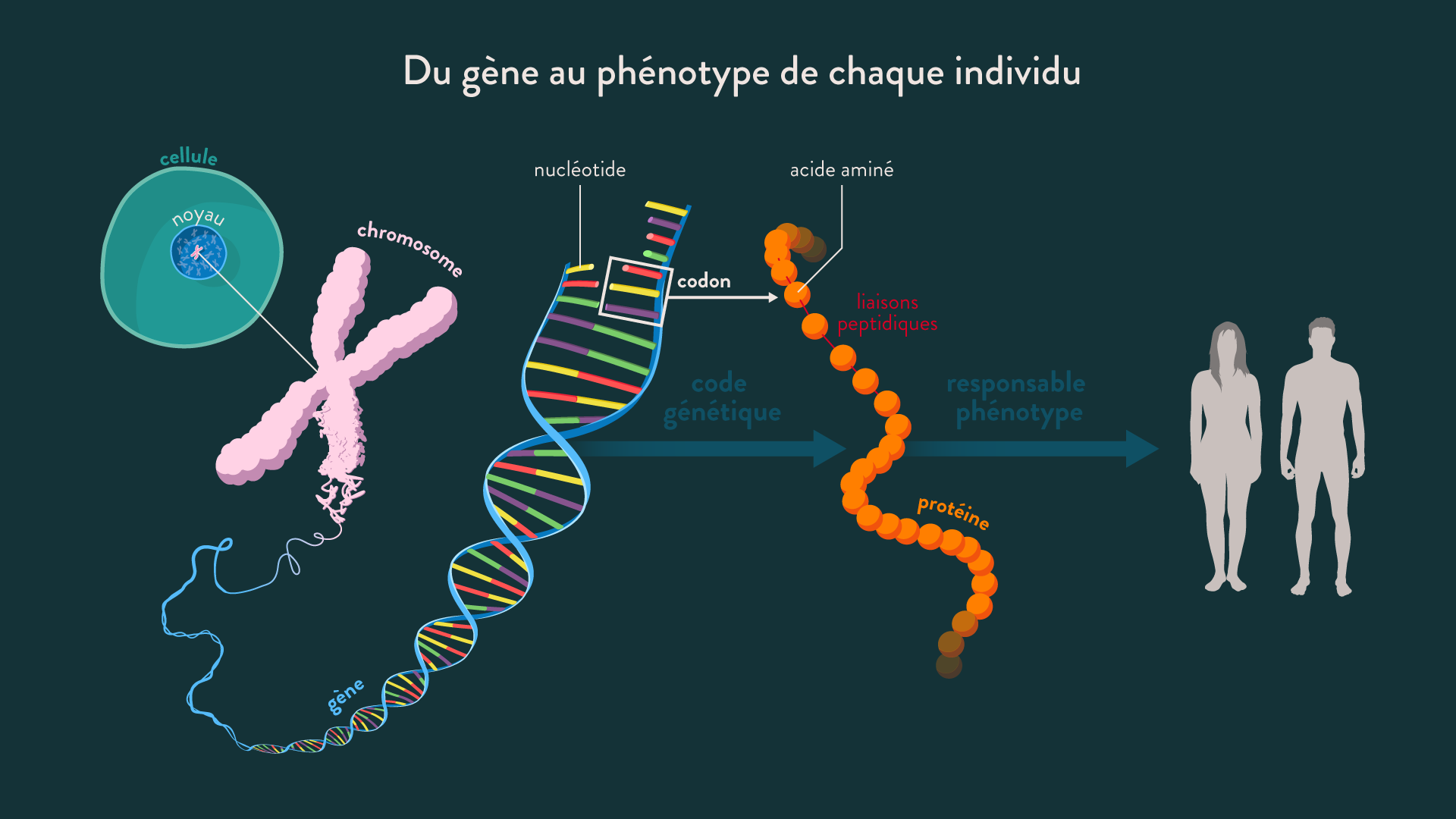 D finition Dun G ne C Quoi Un G ne YNAK D finition Dun G ne C Quoi Un G ne YNAK
