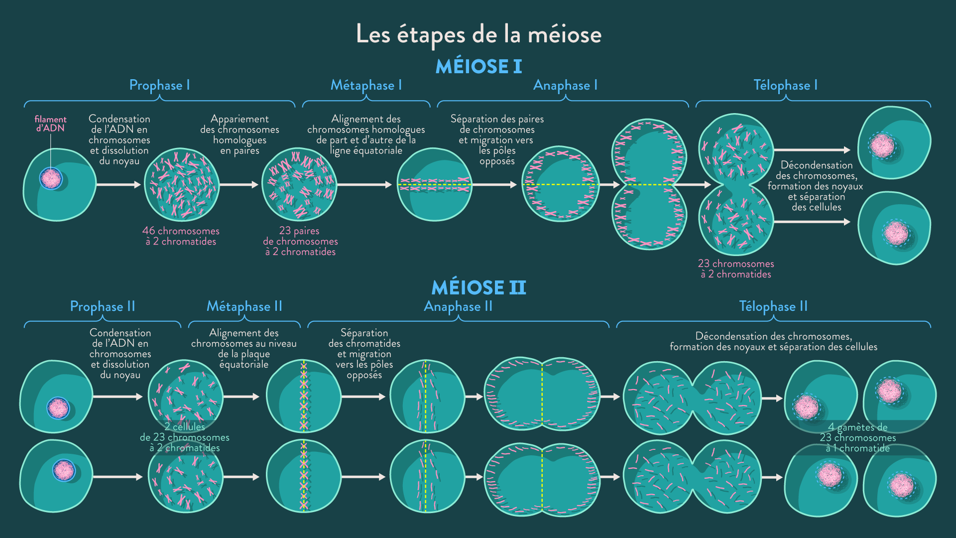 M iose 1 tapes M iose 1 tapes