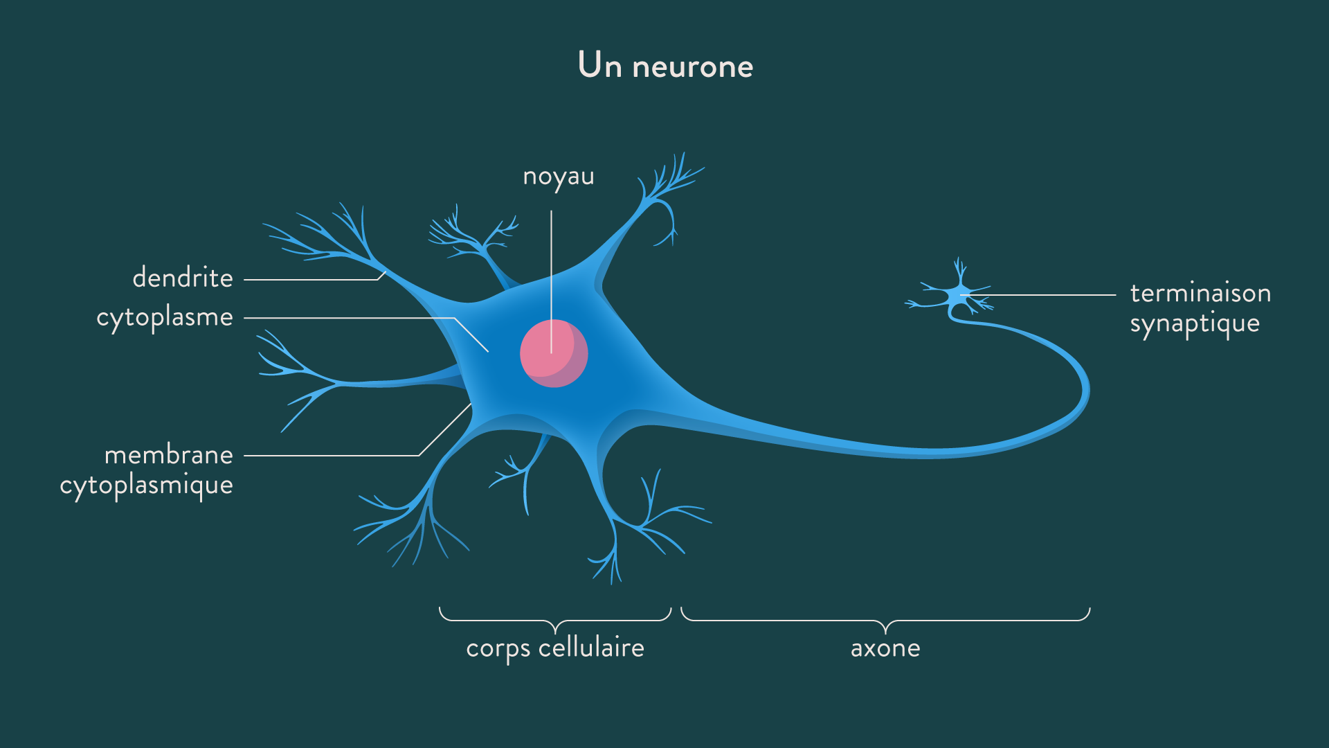 Quel Est Le Nombre De Neurones Dans Le Cerveau YUAM