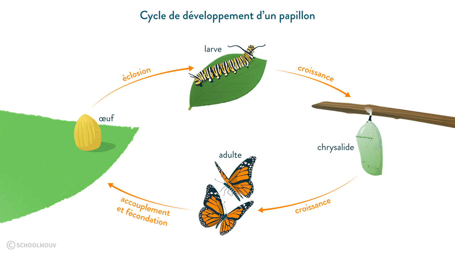 Cycle de développement d’un papillon