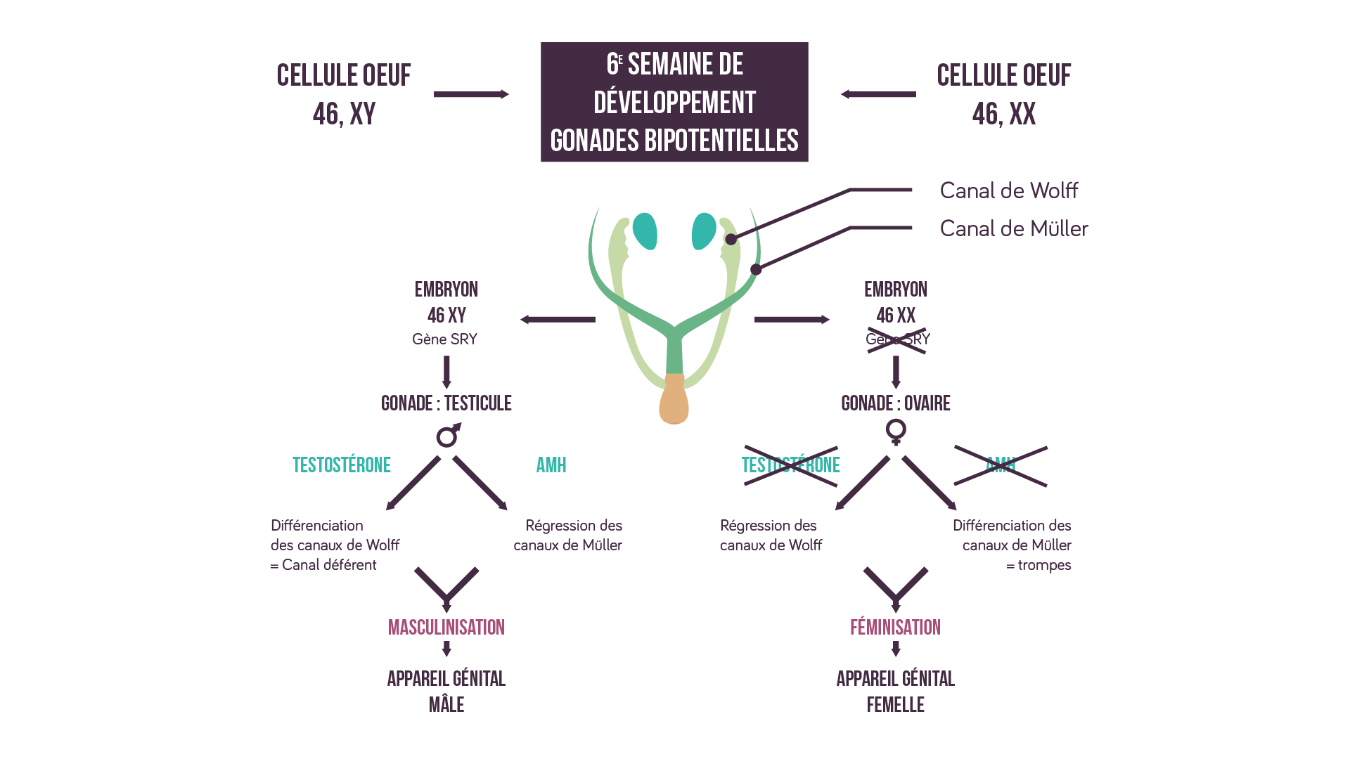 Du Sexe Gonadique Au Sexe Ph notypique Cours De 1ere Du Sexe Gonadique Au Sexe Ph notypique Cours De 1ere