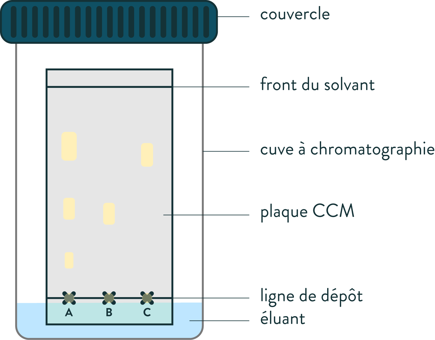 Réaliser une chromatographie sur couche mince (CCM) SchoolMouv