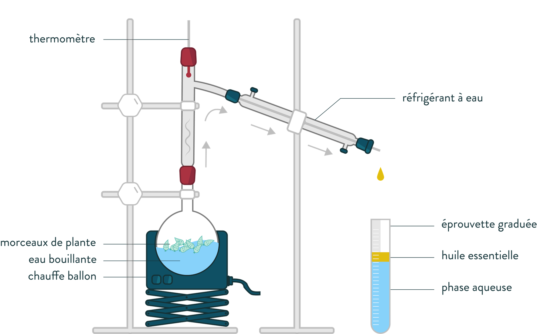 R aliser Une Hydrodistillation SchoolMouv R aliser Une Hydrodistillation SchoolMouv