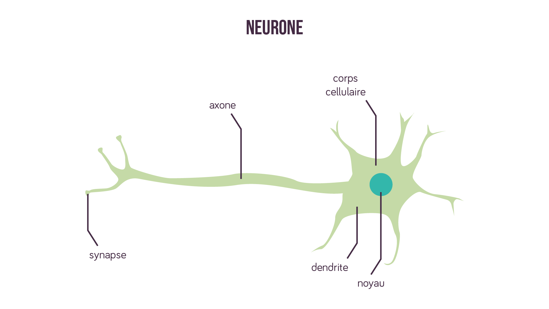 Schema D Un Neurone Sch ma Neurone Simple SYANGZ