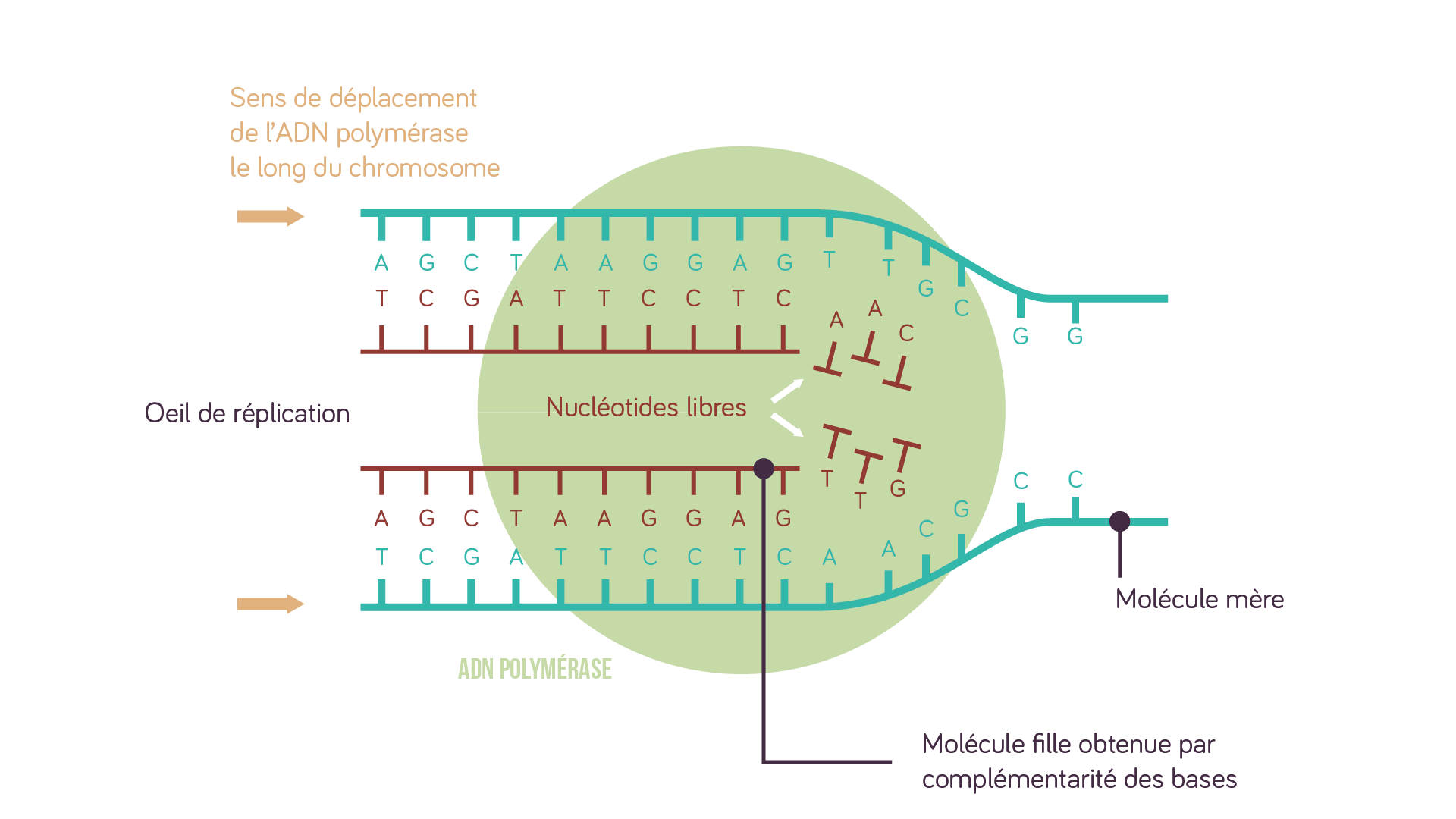 Schema Replication De L Adn Sch ma R plication L Adn CHAX