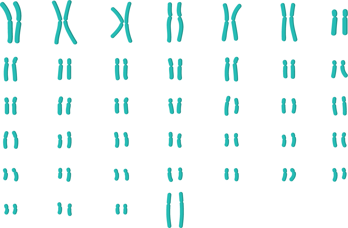 Caryotype animal-svt-terminale-s