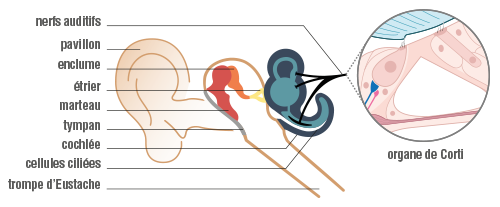 Composition oreille-physique-chimie-terminale-s
