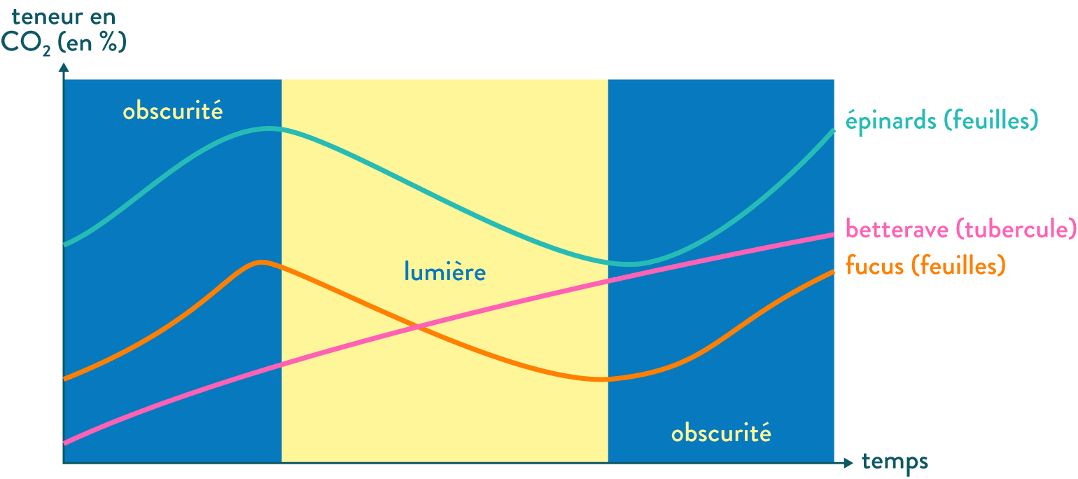 Évolution de la teneur en CO2 à la lumière et à l’obscurité chez trois végétaux-svt-terminale-schoolmouv