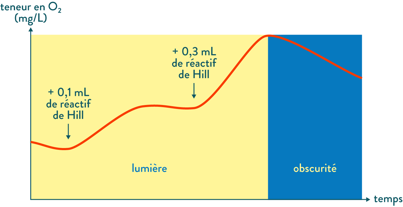 Évolution de la teneur en $\text{O}_2$ d’un broyât de feuilles, à la lumière et à l’obscurité-svt-terminale-schoolmouv