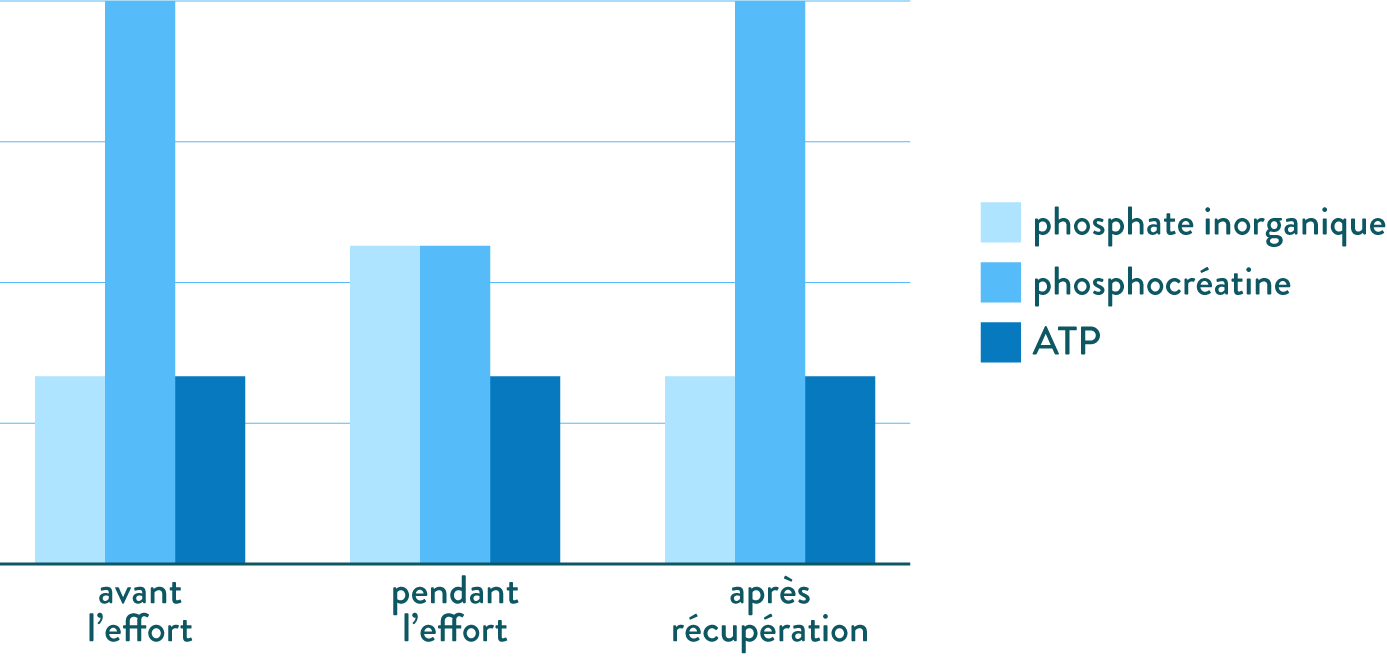 Graphique représentant l’évolution de trois molécules dans un muscle vivant-schoolmouv-svt-terminale-s