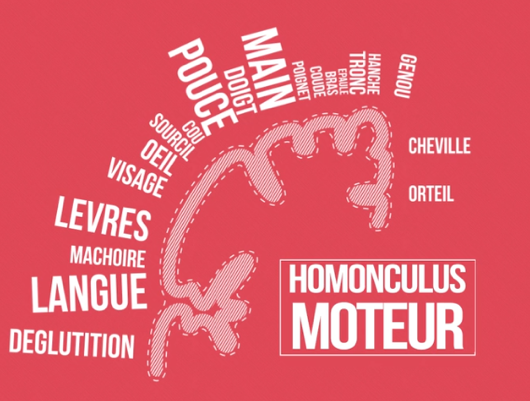 Homonculus